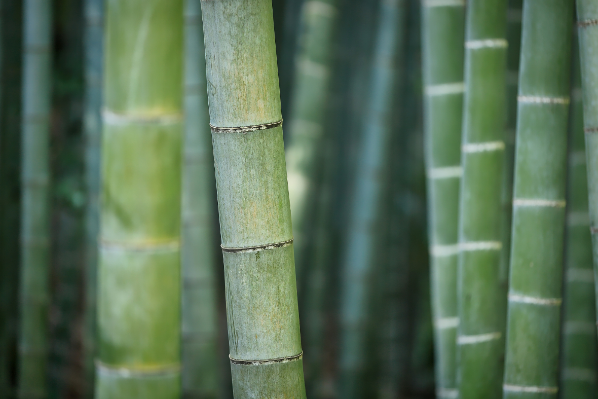 bamboo_bg